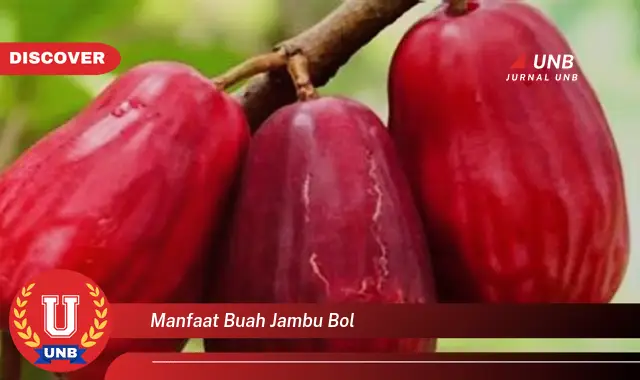 Ketahui 6 Manfaat Buah Jambu Bol Yang Wajib Kamu Tahu