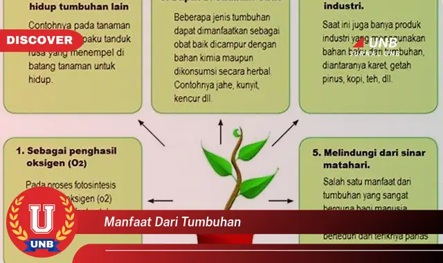 Ketahui 6 Manfaat Pohon Yang Bikin Kamu Penasaran