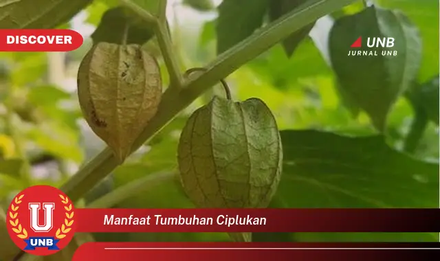 Intip Manfaat Tumbuhan Ciplukan Yang Bikin Kamu Penasaran