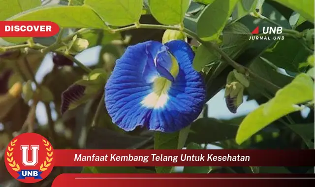 Ketahui 6 Manfaat Kembang Telang Untuk Kesehatan Yang Bikin Kamu Penasaran