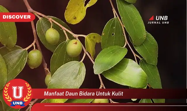 Intip Manfaat Daun Bidara Untuk Kulit Yang Jarang Diketahui