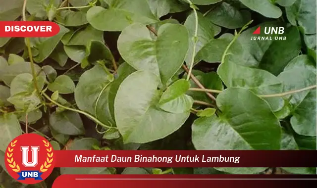 Intip 6 Manfaat Daun Binahong Untuk Lambung Yang Bikin Kamu Penasaran