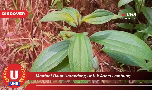 Intip 6 Manfaat Daun Harendong Untuk Asam Lambung Yang Bikin Kamu Penasaran