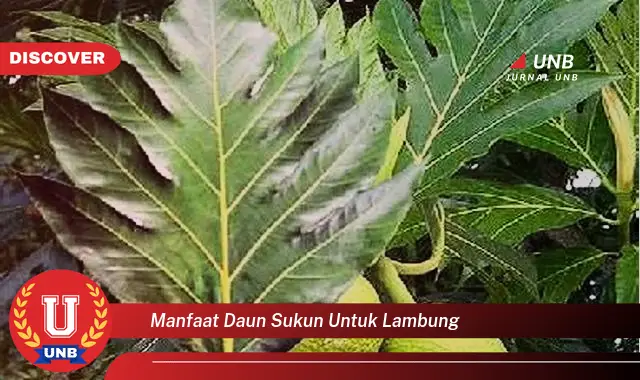 Intip Kegunaan Daun Sukun Untuk Lambung Yang Bikin Kamu Penasaran