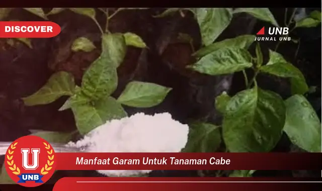 Ketahui 6 Manfaat Garam Untuk Tanaman Cabe Yang Wajib Kamu Ketahui