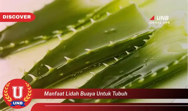 Ketahui 6 Manfaat Lidah Buaya Untuk Tubuh Yang Jarang Diketahui