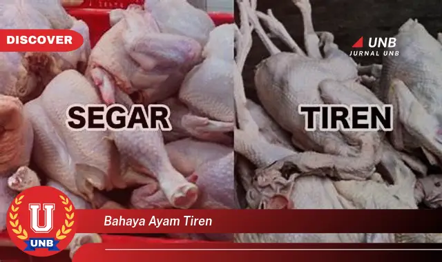 bahaya ayam tiren