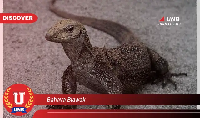 bahaya biawak