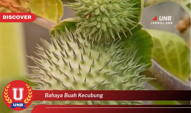 bahaya buah kecubung