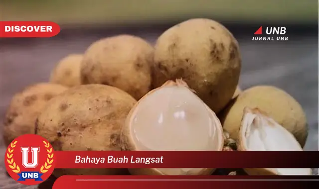 bahaya buah langsat