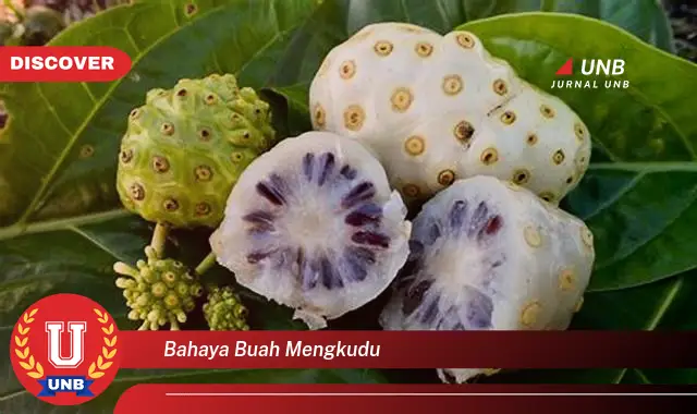 bahaya buah mengkudu