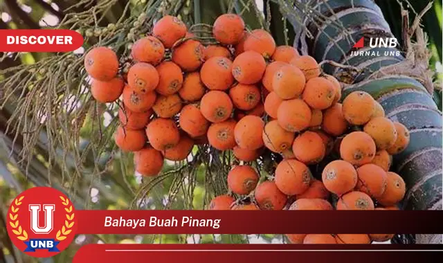 bahaya buah pinang