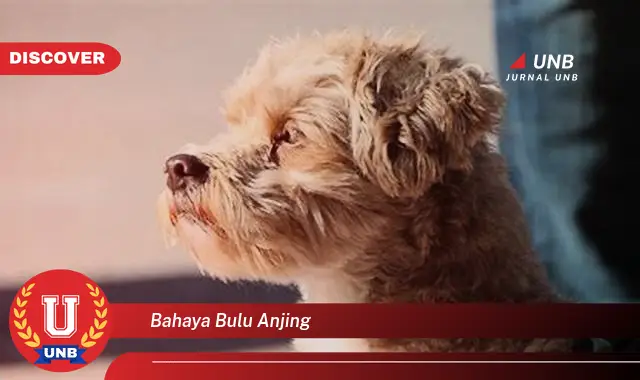 bahaya bulu anjing bahaya bulu anjing