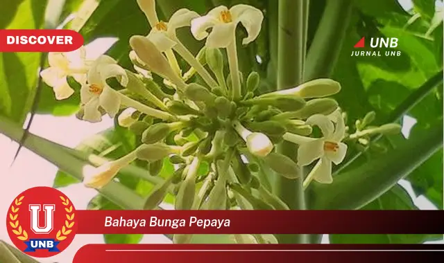 bahaya bunga pepaya