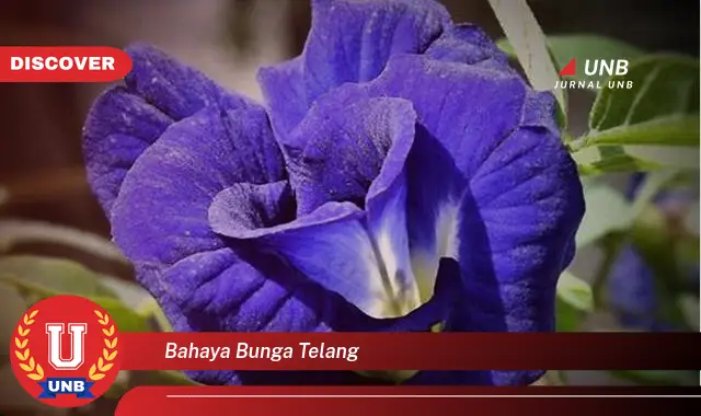 bahaya bunga telang bahaya bunga telang