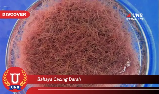 bahaya cacing darah bahaya cacing darah