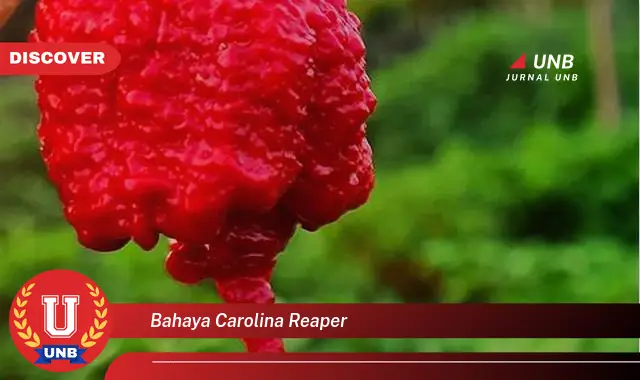bahaya carolina reaper bahaya carolina reaper