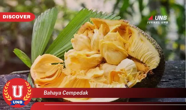 bahaya cempedak bahaya cempedak
