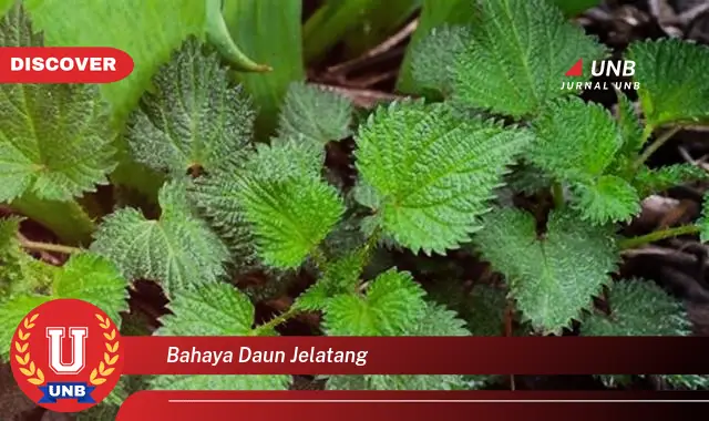 bahaya daun jelatang bahaya daun jelatang