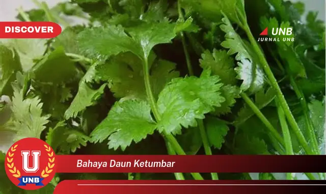 bahaya daun ketumbar bahaya daun ketumbar