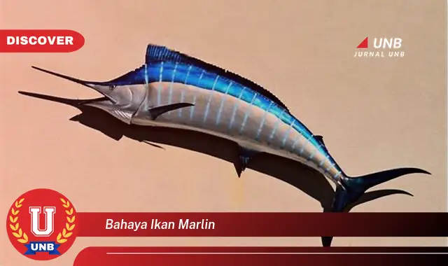 bahaya ikan marlin bahaya ikan marlin
