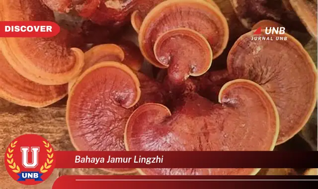 bahaya jamur lingzhi bahaya jamur lingzhi