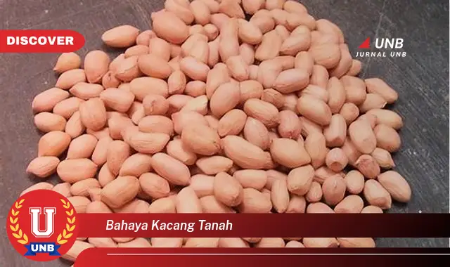 bahaya kacang tanah