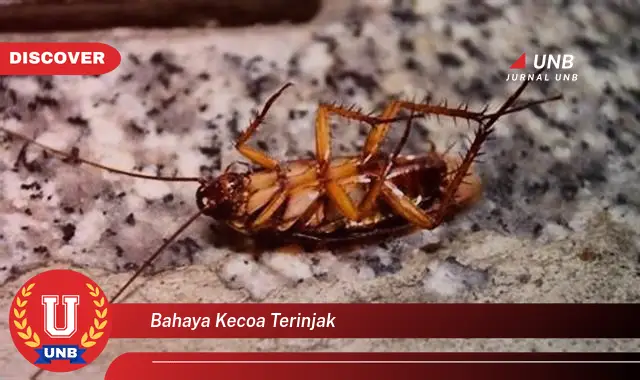 bahaya kecoa terinjak bahaya kecoa terinjak