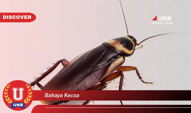 bahaya kecoa