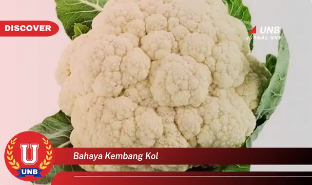 bahaya kembang kol bahaya kembang kol