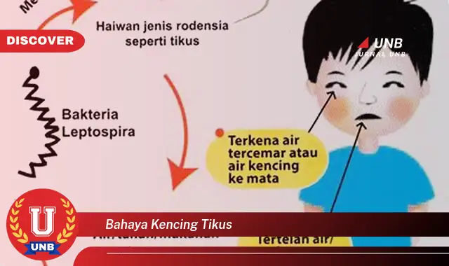 bahaya kencing tikus bahaya kencing tikus