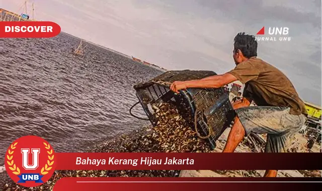 bahaya kerang hijau jakarta