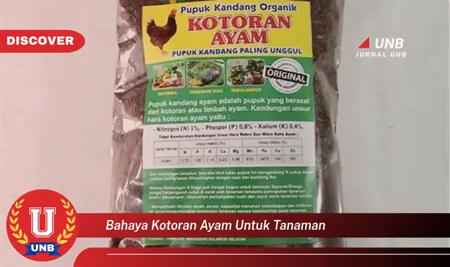 bahaya kotoran ayam untuk tanaman