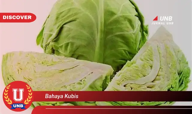 bahaya kubis bahaya kubis