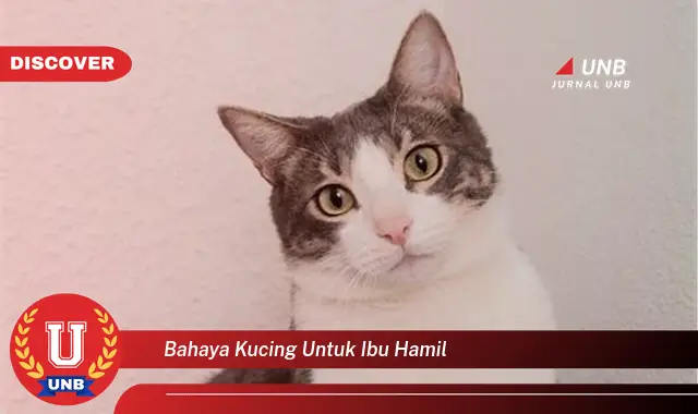bahaya kucing untuk ibu hamil