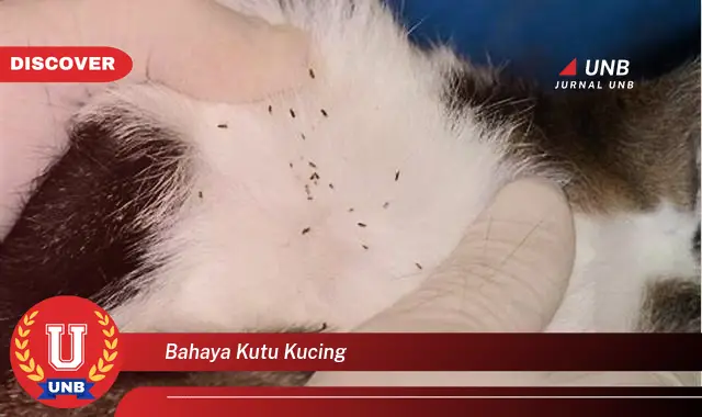 bahaya kutu kucing bahaya kutu kucing