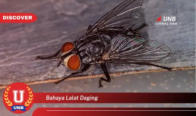 bahaya lalat daging