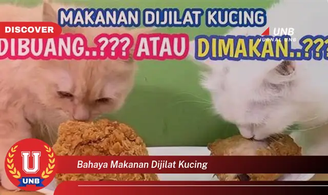bahaya makanan dijilat kucing