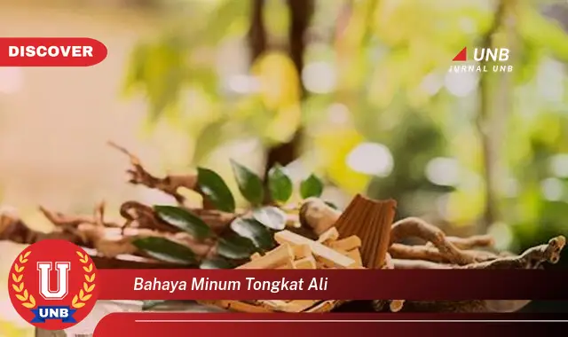 bahaya minum tongkat ali bahaya minum tongkat ali