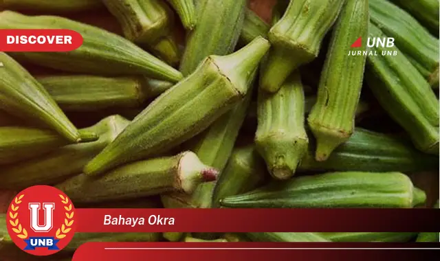 bahaya okra