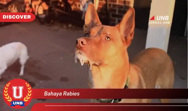 bahaya rabies