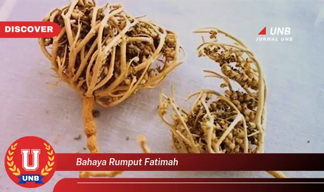 bahaya rumput fatimah