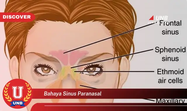 bahaya sinus paranasal