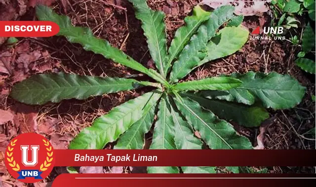 bahaya tapak liman bahaya tapak liman