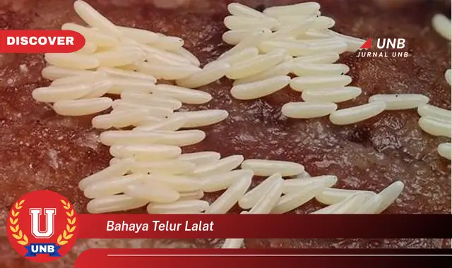 bahaya telur lalat bahaya telur lalat