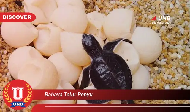 bahaya telur penyu