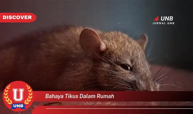 bahaya tikus dalam rumah bahaya tikus dalam rumah