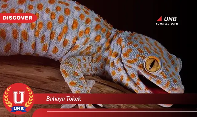 bahaya tokek bahaya tokek