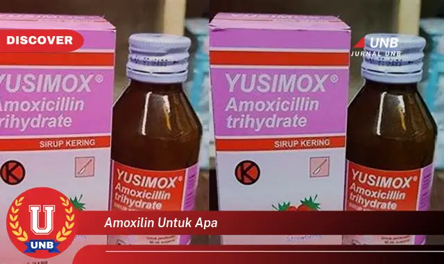 amoxilin untuk apa