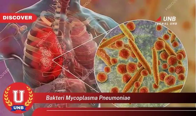 bakteri mycoplasma pneumoniae